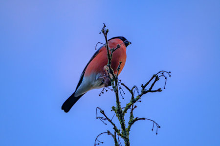Eurasian bullfinch sitting in a bush, common bullfinch or bullfinch, pyrrhula in Lower Saxony, Germany.の写真素材