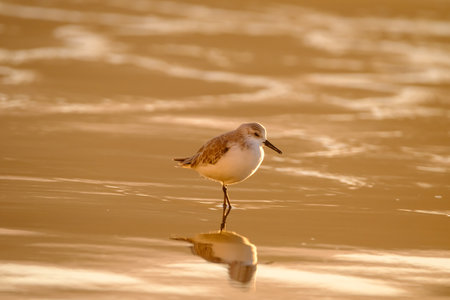 Calidris alpina walks in shallow water looking for food on the Canary Island Gran Canaria, Spain.