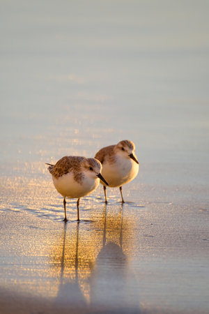 A couple of calidris alpina birds in shallow water looking for food on the Canary Island Gran Canaria, Spain.の写真素材