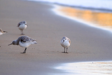 Calidris alpina birds walk in shallow water looking for food on the Canary Island Gran Canaria, Spain.の写真素材