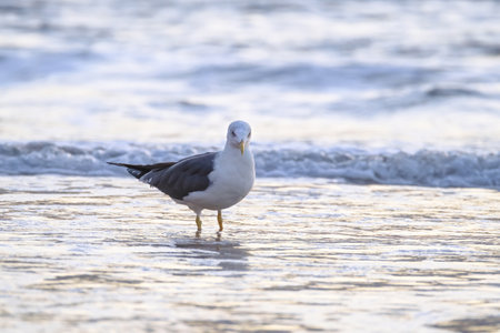 Seagull walks in shallow water looking for food on the Canary Island Gran Canaria, Spain.の写真素材