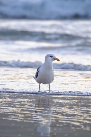 Seagull walks in shallow water looking for food on the Canary Island Gran Canaria, Spain.の写真素材