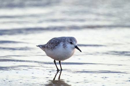 Calidris alpina walks in shallow water looking for food on the Canary Island Gran Canaria, Spain.の写真素材
