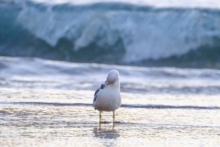 Seagull cleans itself in shallow water on the Canary Island Gran Canaria, Spain.の写真素材