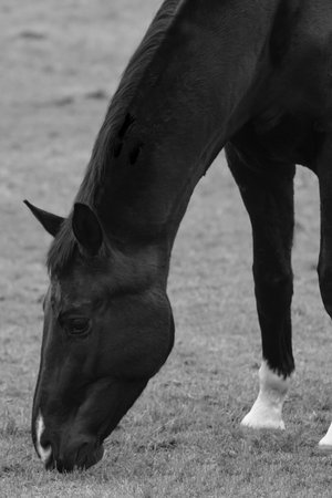 Black and white image of a black horse grazing in the field.の写真素材