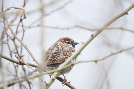 A house sparrow on a twig in a thorn bush.の写真素材