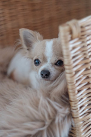 A small white-and-beige Chiwawa dog lies on a brown fur rug.の写真素材