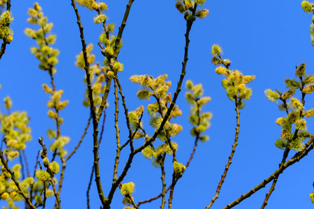 Willow (Salix caprea) branch with coats, fluffy willow flowers closeup, Goat Willow (Salix caprea)...