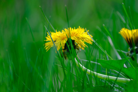 Close up of blooming yellow dandelion flowers or taraxacum officinale in green grass in spring, macro of bright common dandelions in meadow.の写真素材