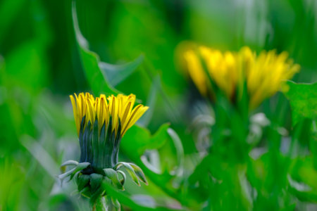 Close up of blooming yellow dandelion flowers or taraxacum officinale in green grass in spring, macro of bright common dandelions in meadow.の写真素材