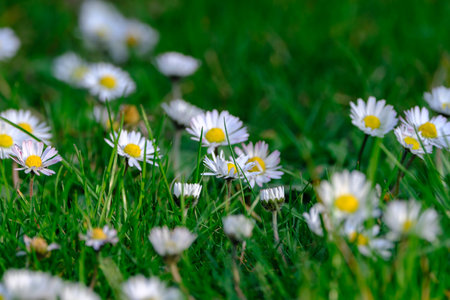 Little white and a bit pink Daisies or Bellis perennis flowers in green grass on a sunny spring meadow, macro of daisies, beautiful outdoor floral background photographed with selective focusの写真素材