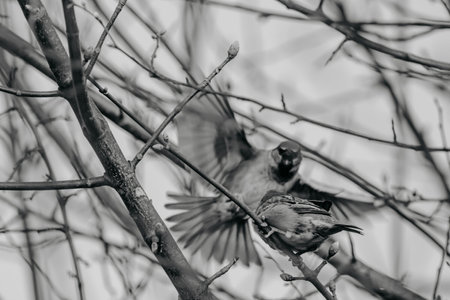 Playing sparrows in a thorn bush, black and white photo.の写真素材