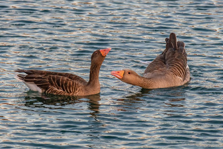 Couple of Greylag Geese or graylag geese (Anser anser) swimming on the ocean water on the Canary Islands.の写真素材