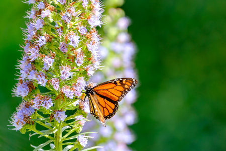 Monarch butterfly (Danaus plexippus) standing on the blooming oplant Echium virescens in the Cactualdea Park on Gran Canary, Spain.の写真素材