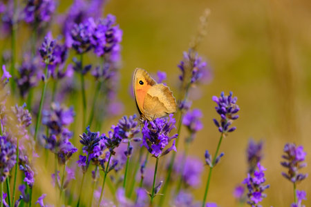 Meadow brown butterfly or maniola jurtina sitting on flowers of blooming lavender closeup.の写真素材