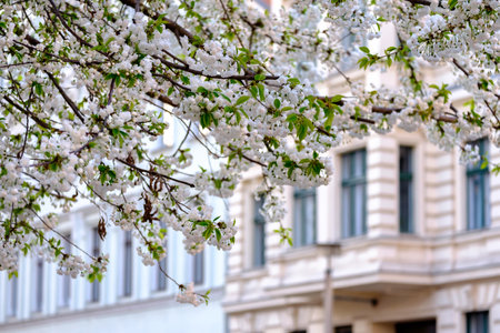 Cherry blossom with white flowers close to the facade of a residential house.の写真素材