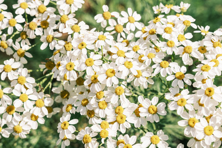Corymbflower tansy or scentless feverfew or tanacetum corymbosum closeup.