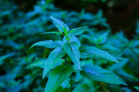 Urtica dioica or stinging nettle, in the garden, a medicinal plant.の写真素材