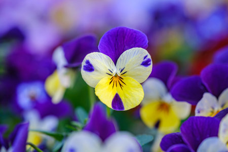 Heartsease or viola tricolor in garden in Bad Pyrmont, Germany, closeup.の写真素材
