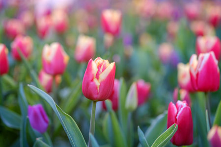 Beautiful scarlet tulip on a blurred background, closeup of a red tulip flower with selective focus, beautiful floral background.の写真素材