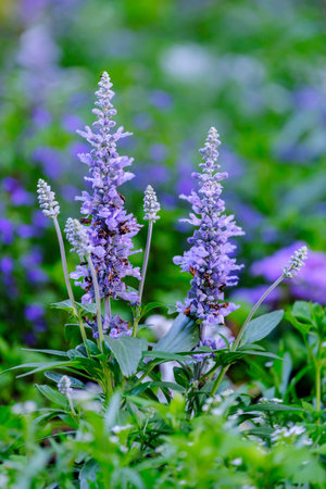Salvia farinacea blooming in the garden, beautiful violet flowers.の写真素材