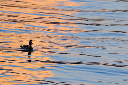 The silhouette of duck in a water with beautiful colorful reflections at the sunset.の写真素材
