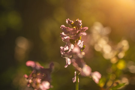 Closeup of corydalis cava flower in spring, selective focus.の写真素材