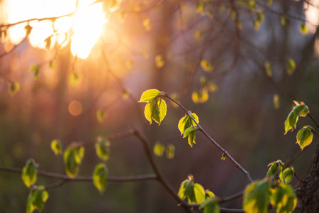 New fresh green leaves on a tree branch in spring in backlight.の写真素材
