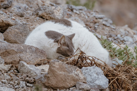 Beautiful colorful cat on the Canary island Fuerteventura, Spain.の写真素材