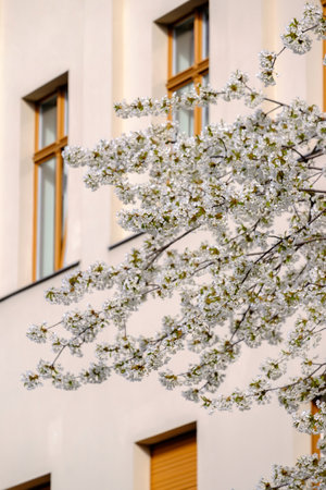 Cherry blossom with white flowers close to the facade of a residential house.の写真素材