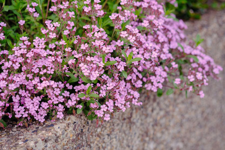 Rock soapwort flowers, saponaria ocymoides, can be used as natural background of pink flowers and green leaves.の写真素材