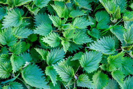 Fresh green nettle, medicinal plant.