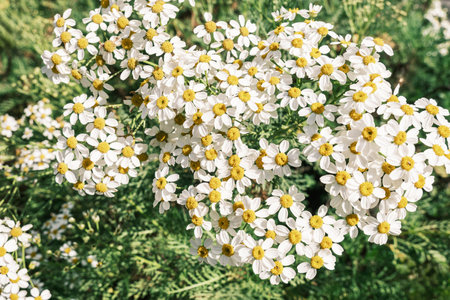 Corymbflower tansy or scentless feverfew or tanacetum corymbosum closeup.の写真素材