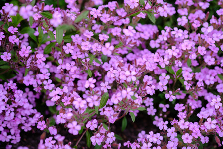 Rock soapwort flowers, saponaria ocymoides, can be used as natural background of pink flowers and green leaves.の写真素材