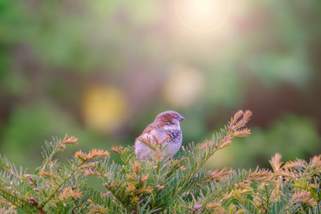 A sparrow sits on a bush in the contrasting summer sunlightの写真素材