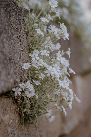 Snow-in-summer, cerastium tomentosum in bloom, beautiful white flowers background.の写真素材