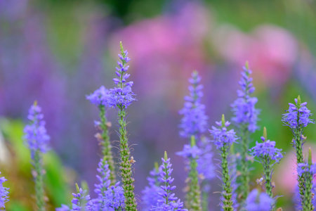 Veronica longifolia blauriesin or speedwells blue flowers selective focus.の写真素材
