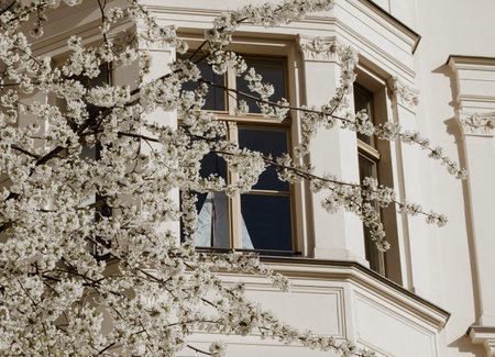 Cherry blossom with white flowers close to the facade of a residential house.の写真素材