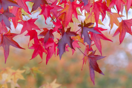Beautiful autumn background with red maple leaves.
