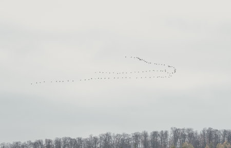 Flying school of cranes in the sky, wedge in the sky birds fly to the south.