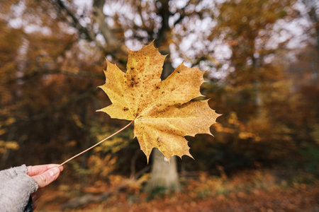 Autumn maple leaf in hand on a blurred background of the autumn forest, macro.