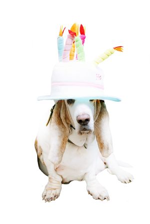 Happy Basset in the funny Hat
の写真素材