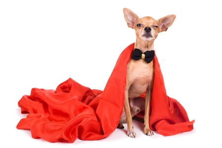 portrait of evi terrier dressed as a vampire on a white backgroundの写真素材