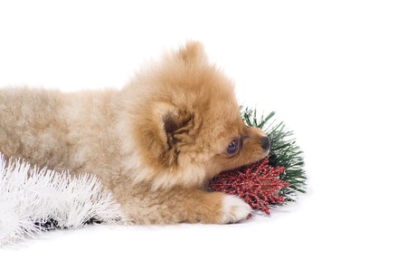 Spitz-dog playing in studio. Isolated on whiteの写真素材