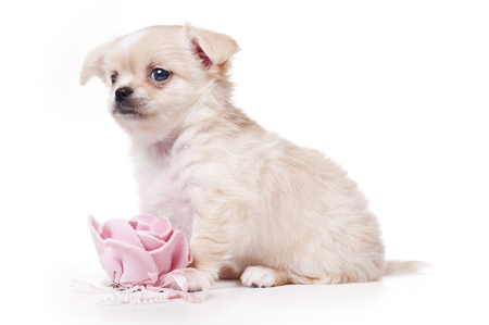 toy terrier puppy isolated on white backgroundの写真素材