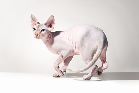 Young canadian sphinx cat on gray backgroundの写真素材