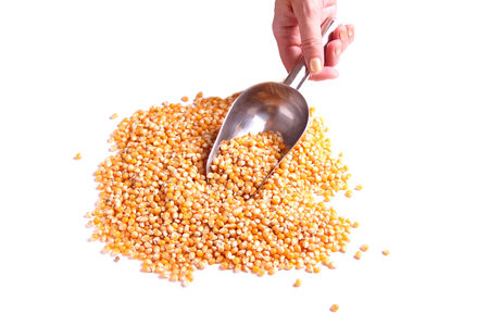 Corn with spatulaの写真素材