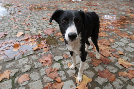 Stray dogの写真素材