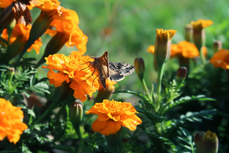 Tagetes flowerの写真素材