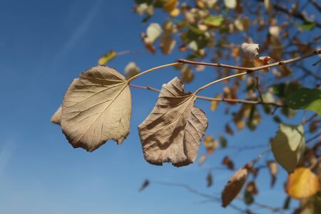 Linden leavesの写真素材